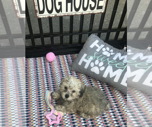 YorkiePoo Puppy for sale in DALTON, GA, USA