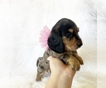 Small #5 Dachshund