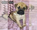 Small #2 Cane Corso