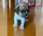 Puppy Nico Puggle