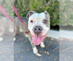 Small #2 American Staffordshire Terrier Mix