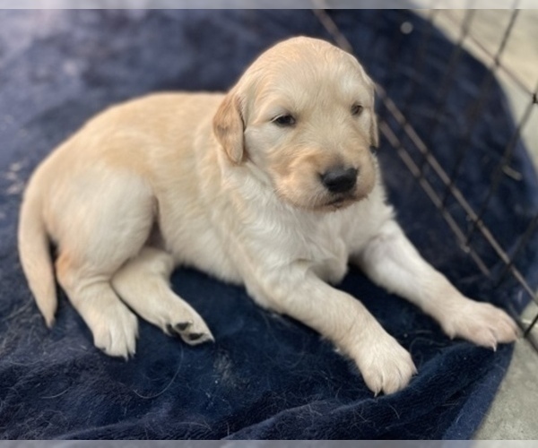 Medium Photo #4 Golden Retriever Puppy For Sale in CUB RUN, KY, USA
