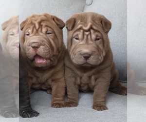Chinese Shar-Pei Puppy for sale in REDDING, CA, USA