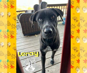 Mutt Dogs for adoption in Red Lodge, MT, USA