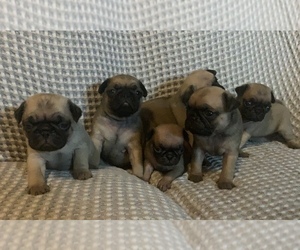Pug Puppy for sale in CHATTANOOGA, TN, USA