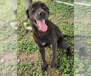 Mutt Dogs for adoption in Corpus Christi, TX, USA