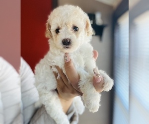 Poodle (Miniature) Puppy for sale in SAN BERNARDINO, CA, USA