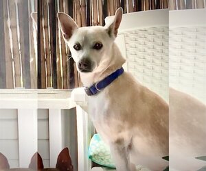 Toby - Male Shiba Inu-Unknown Mix Dog for Adoption - Photo #2