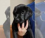 Small #1 Labrador Retriever
