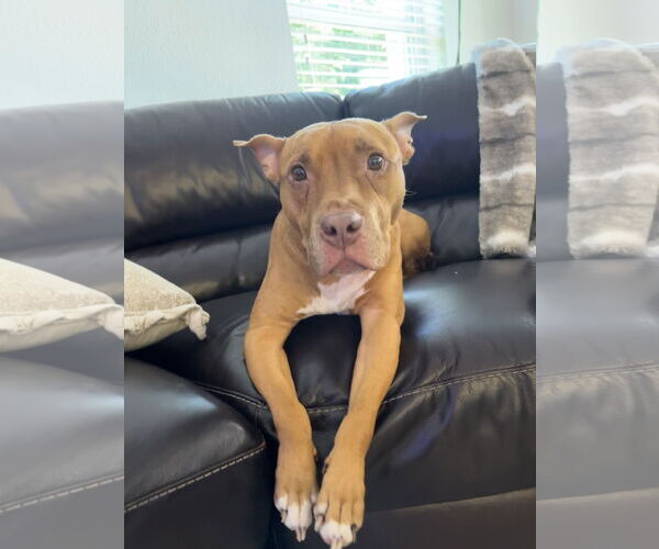 Medium Photo #1 American Pit Bull Terrier-Unknown Mix Puppy For Sale in Miami, FL, USA