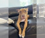 Small American Pit Bull Terrier Mix