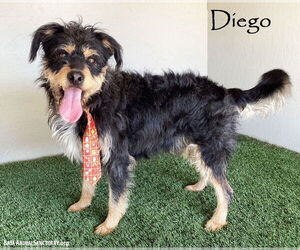 Mutt Dogs for adoption in San Diego, CA, USA