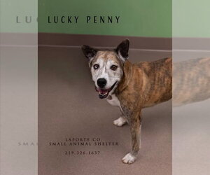 Lucky Penny - Female Siberian Husky-Unknown Mix Dog for Adoption - Photo #3