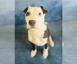 Small #1 American Pit Bull Terrier Mix