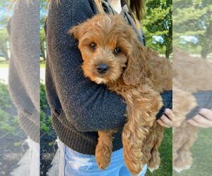 Cavapoo Puppy for sale in DOLA, WV, USA