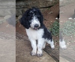 Puppy 5 Aussiedoodle