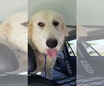 Small #21 Great Pyrenees