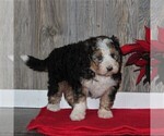 Small Photo #4 Bernedoodle Puppy For Sale in HONEY BROOK, PA, USA