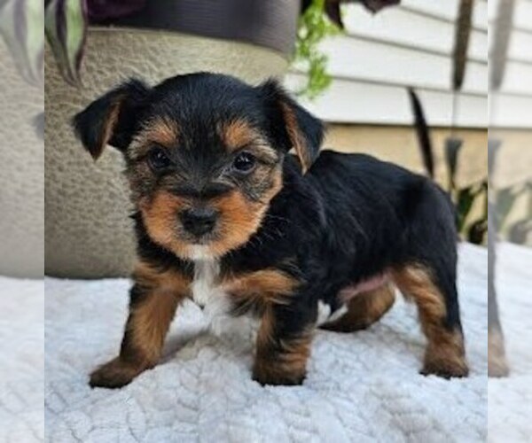 Medium Photo #1 Yorkshire Terrier Puppy For Sale in ECONOMY, IN, USA