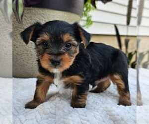 Yorkshire Terrier Puppy for sale in ECONOMY, IN, USA