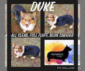 Father of the Pembroke Welsh Corgi puppies born on 08/28/2021