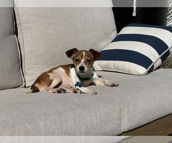 Medium Photo #3 Chihuahua-Unknown Mix Puppy For Sale in Plainfield, IL, USA