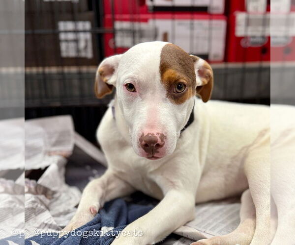 Medium Photo #5 Bulldog-Labrador Retriever Mix Puppy For Sale in Tarrytown, GA, USA