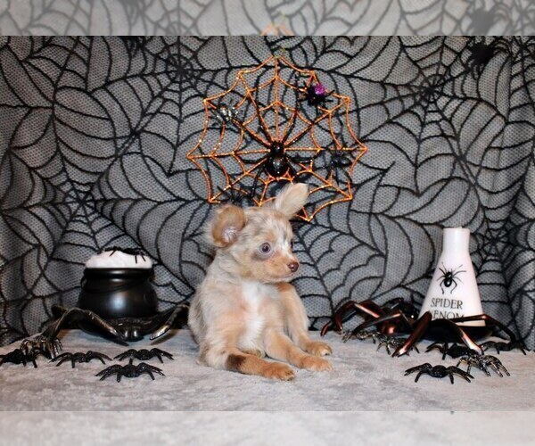 Medium Photo #3 Chihuahua Puppy For Sale in CHARLESTON, AR, USA