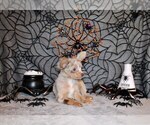 Small #2 Chihuahua