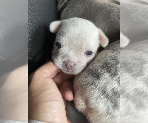 Medium Photo #3 French Bulldog Puppy For Sale in SAN BERNARDINO, CA, USA
