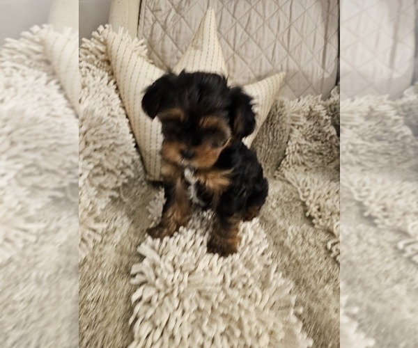 Medium Photo #8 Yorkshire Terrier Puppy For Sale in SALEM, OR, USA