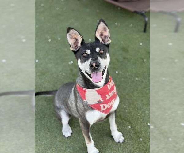 Medium Photo #1 Sharberian Husky Puppy For Sale in Chula Vista, CA, USA