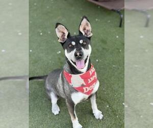 Sharberian Husky Dogs for adoption in Chula Vista, CA, USA