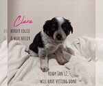 Small Photo #1 Australian Cattle Dog-Border Collie Mix Puppy For Sale in HINCKLEY, MN, USA