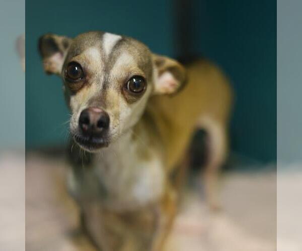 Medium Photo #1 Chihuahua-Unknown Mix Puppy For Sale in San Antonio, TX, USA