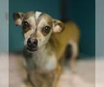 Small Chihuahua Mix