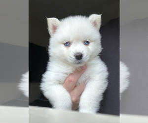 Pomsky Puppy for sale in DE SOTO, KS, USA