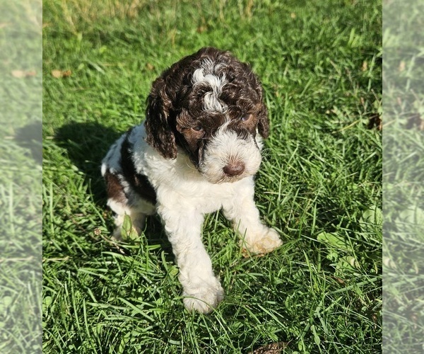 Medium Photo #1 Poodle (Miniature) Puppy For Sale in WHITEWATER, WI, USA