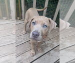 Spud Potato - Male Black Mouth Cur-Unknown Mix Dog for Adoption - Small photo