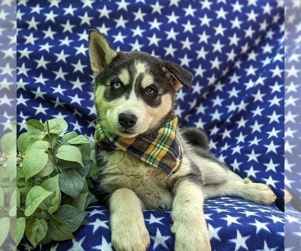 Medium Photo #6 Siberian Husky Puppy For Sale in QUARRYVILLE, PA, USA