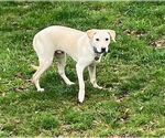 Small #14 Labrador Retriever Mix