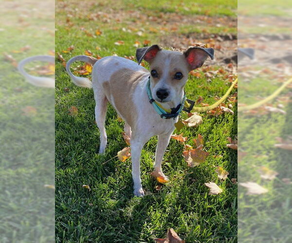 Medium Photo #1 Mutt Puppy For Sale in Sandy, UT, USA