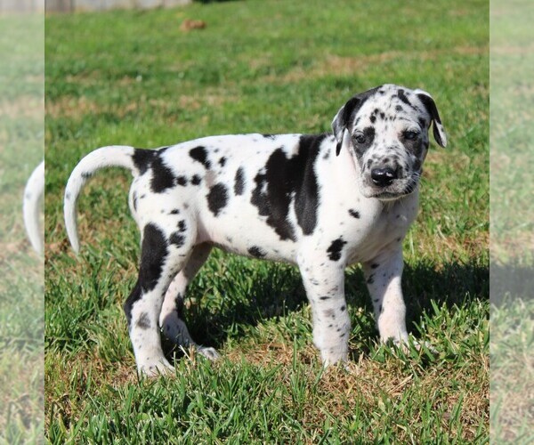 Medium Photo #1 Great Dane Puppy For Sale in LITITZ, PA, USA