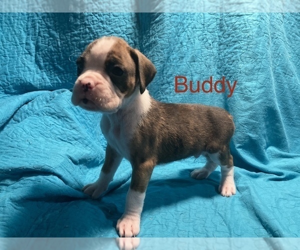 Medium Photo #2 Boxer Puppy For Sale in LUCAS, IA, USA