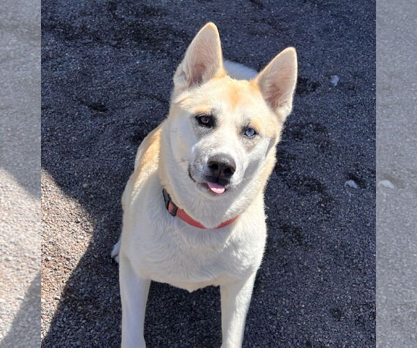 Medium Photo #3 Akita-Unknown Mix Puppy For Sale in Webster, WI, USA