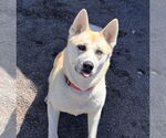 Small #2 Akita Mix