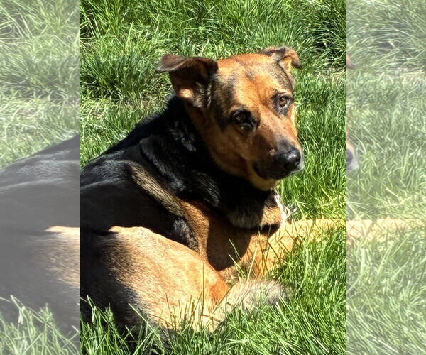 Medium Photo #3 German Shepherd Dog-Unknown Mix Puppy For Sale in Mechanicsburg, PA, USA