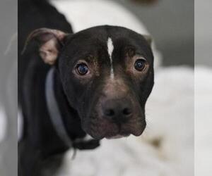 American Staffordshire Terrier-Unknown Mix Dogs for adoption in San Antonio, TX, USA