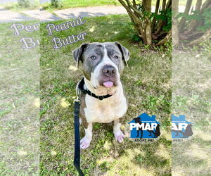 American Pit Bull Terrier-Unknown Mix Dogs for adoption in Binghamton, NY, USA
