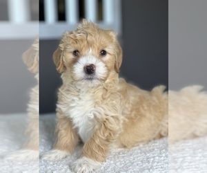 Goldendoodle (Miniature) Puppy for Sale in BULL VALLEY, Illinois USA